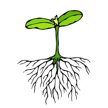 Vector Illustration of Sprout with Three Leves and Roots. Seedling, Shoot, Ga Illustration