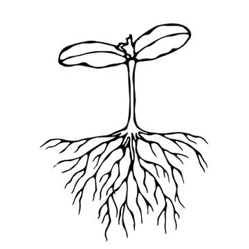 Vector Illustration of Sprout with Three Leves and Roots. Seedling, Shoot, Ga Stock Illustration