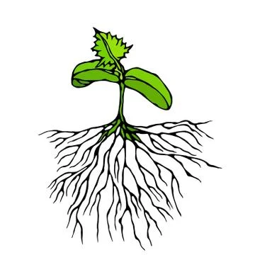 Vector Illustration of Sprout with Three Leves and Roots. Seedling, Shoot, Ga Stock Illustration