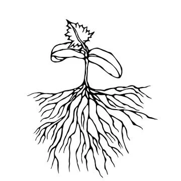 Vector Illustration of Sprout with Three Leves and Roots. Seedling, Shoot, Ga Stock Illustration