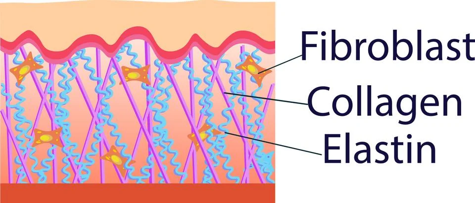 Vector illustration of structure cells with collagen, elastin and fibroblast Stock Illustration