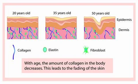 Vector illustration of structure cells with collagen, elastin and fibroblast Stock Illustration