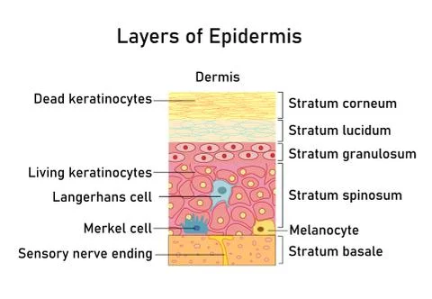 Vector illustration with structure of dermis for medical and educational Stock Illustration