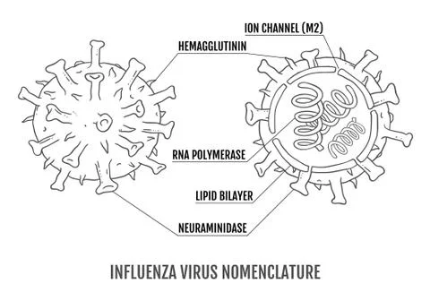 Vector illustration of the structure of the influenza virus in the context. Stock Illustration