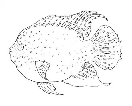 Vector illustration of a stylized fish Red Texas chicklid drawn in sketch style Stock Illustration