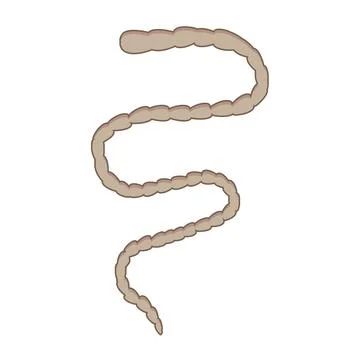 Vector illustration of a stylized tapeworm with segmented body Stock Illustration