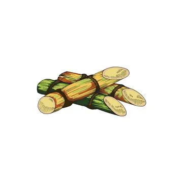 Vector illustration of sugar cane stalks hand drawn and isolated on white Stock Illustration