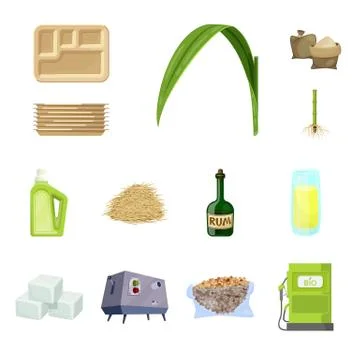 Vector illustration of sugarcane and cane sign. Set of sugarcane and field stock Stock Illustration