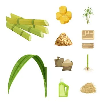 Vector illustration of sugarcane and cane sign. Collection of sugarcane and Illustrazione stock