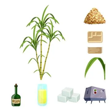 Vector illustration of sugarcane and cane logo. Set of sugarcane and field stock Stock Illustration