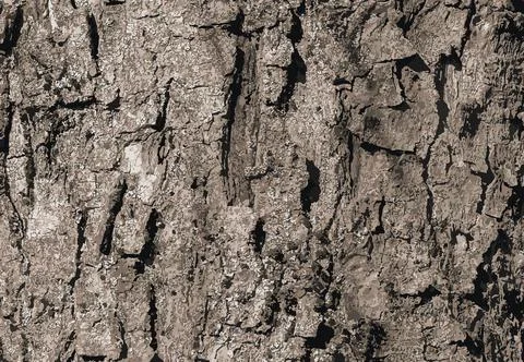 Vector illustration of Sycamore bark background. Acer pseudoplatanus L. Tex.. Stock Illustration