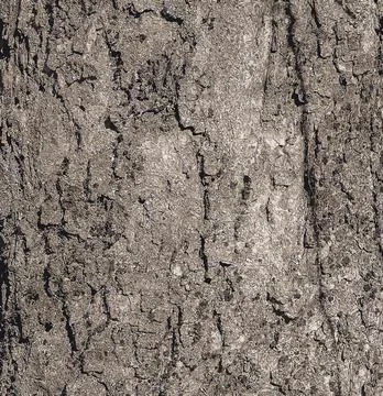 Vector illustration of Sycamore bark background. Acer pseudoplatanus L. Tex.. Stock Illustration
