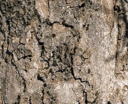 Vector illustration of Sycamore bark background. Acer pseudoplatanus L. Tex.. Stock Illustration
