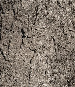 Vector illustration of Sycamore bark background. Acer pseudoplatanus L. Tex.. Stock Illustration