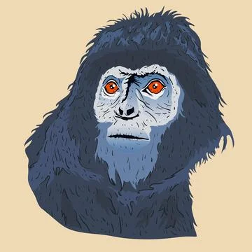 Vector illustration of T. auratus, a type of langur with jet black hair. Stock Illustration