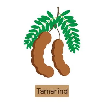 Vector illustration of tamarind fruit isolated on white background Stock Illustration