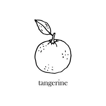 Vector illustration of a tangerine with a leaf on a twig. Citrus fruit for th Stock-Illustration
