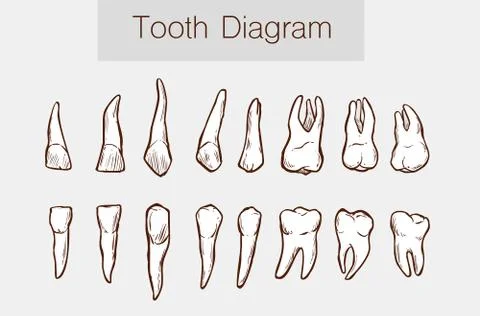 Vector illustration of a Teeth anatomy Stock Illustration