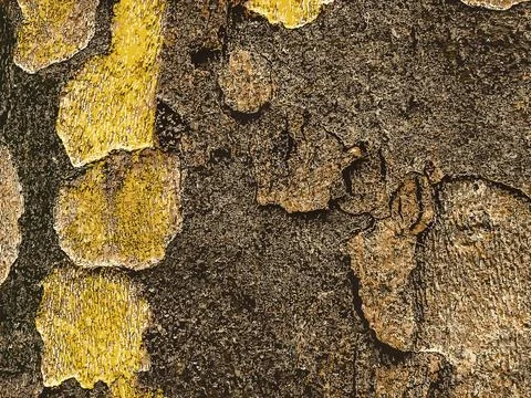 Vector illustration of the texture of the bark of an oriental plane tree or.. Stock-Illustration
