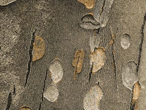 Vector illustration of the texture of the bark of an oriental plane tree or.. Stock Illustration