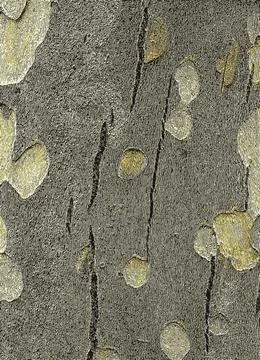 Vector illustration of the texture of the bark of an oriental plane tree or.. Stock Illustration