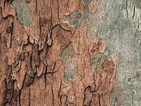 Vector illustration of the texture of the bark of an oriental plane tree or.. Illustrazione stock
