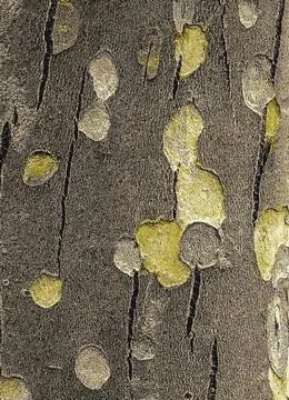 Vector illustration of the texture of the bark of an oriental plane tree or.. Stock Illustration