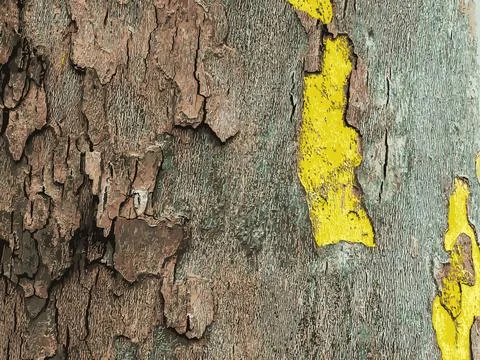 Vector illustration of the texture of the bark of an oriental plane tree or.. Illustrazione stock