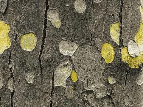 Vector illustration of the texture of the bark of an oriental plane tree or.. Illustrazione stock