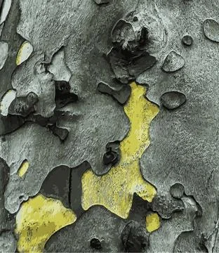 Vector illustration of the texture of the bark of an oriental plane tree or.. Stock Illustration