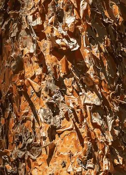 Vector illustration of Texture of brown cracked bark of a pine tree in the .. Stock Illustration