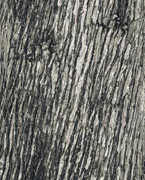 Vector illustration of Texture of Juniperus virginiana bark. Old juniper tr.. Stock Illustration