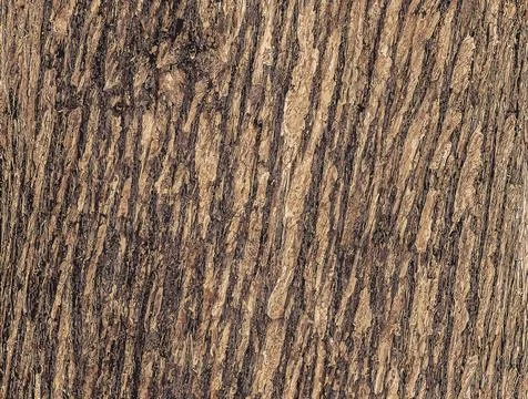 Vector illustration of Texture of Juniperus virginiana bark. Old juniper tr.. Stock Illustration