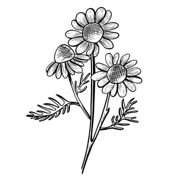 Vector illustration of three blooming chamomile flowers with stems and leav.. Illustrazione stock
