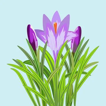 Vector illustration of three crocus flowers. Crocus with buds and flower Stock Illustration