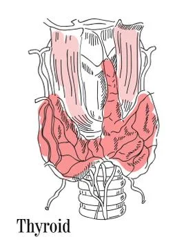Vector illustration of the thyroid and trachea. Stock Illustration