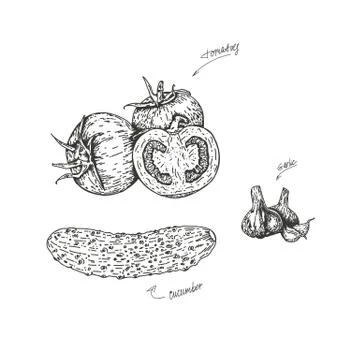 Vector illustration of tomatoes and cucumber with garlic, drawn by hand. Isolate Stock Illustration