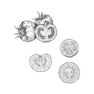 Vector illustration of tomatoes drawn by hand. Isolate the tomatoes and cut them Stock Illustration