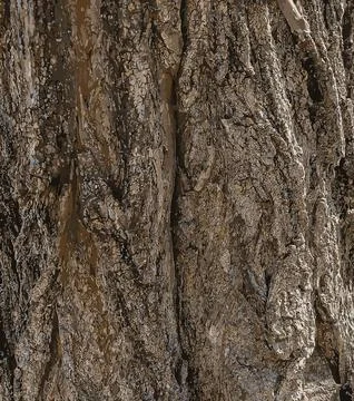 Vector illustration of a tree bark texture with longitudinal deep cracks. Rob Stock Illustration