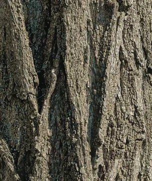 Vector illustration of a tree bark texture with longitudinal deep cracks. Rob Stock Illustration