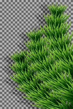 Vector illustration. Tree branch, fir-tree, vertical wooden frame Stock Illustration