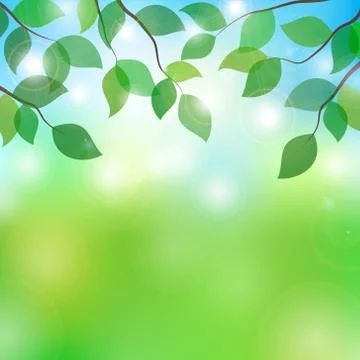 Vector illustration of tree branches in sunny day Stock Illustration