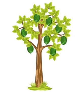 Vector illustration tree with fruit of the fruit lime Stock Illustration