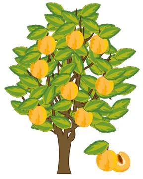 Vector illustration tree with fruit yellow ripe discharges Stock Illustration