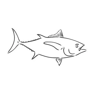 Vector illustration of tuna. Vector illustration can be used for creating log Stock Illustration