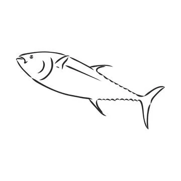 Vector illustration of tuna. Vector illustration can be used for creating log Stock Illustration