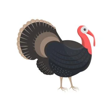 Vector illustration of a turkey-cock. Stock Illustration