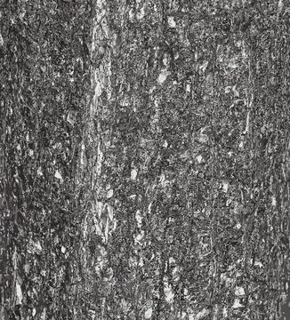 Vector illustration of Turkish hazel bark texture or Corylus colurna. Natur.. Stock Illustration