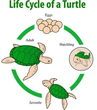 Vector illustration of Turtle life cycle Stock Illustration