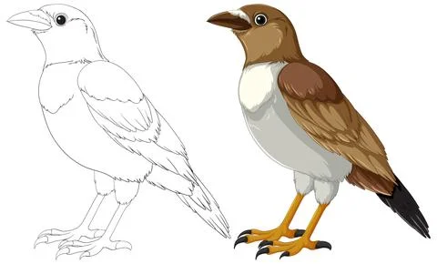 Vector Illustration of Two Bird Stages Illustrazione stock
